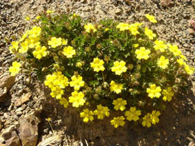 Potentilla neumanniana (Picos de europa)